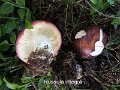 Russula integra-amf1686-1
